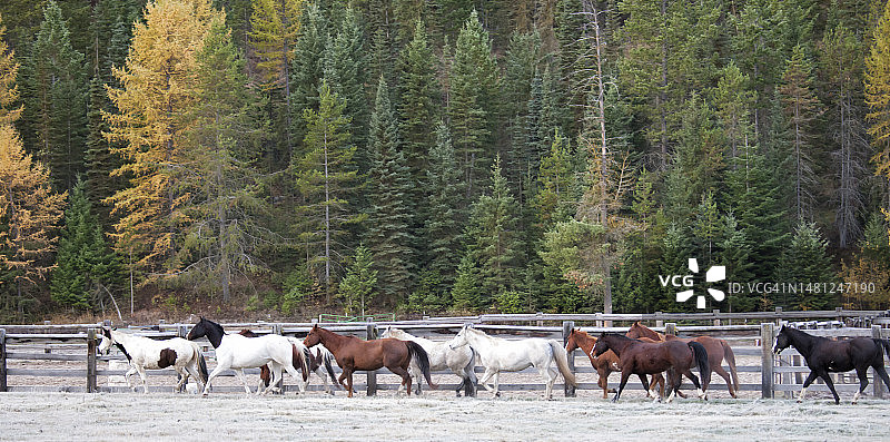 冬季奔跑的马群图片素材