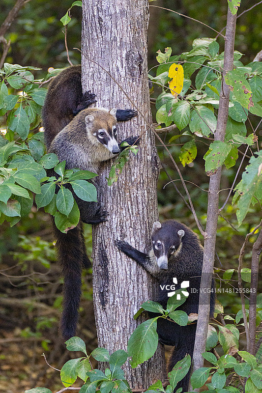 在树上的白鼻浣熊一家图片素材