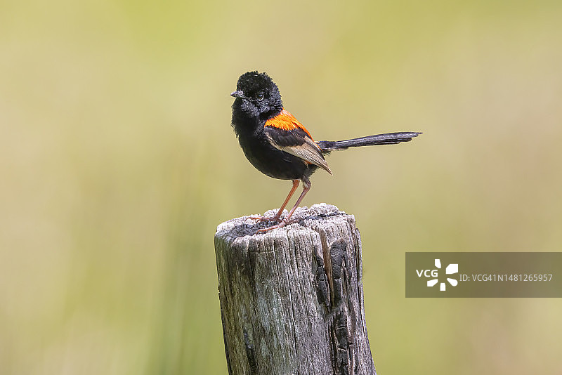 红背细尾鹩莺，澳大利亚图片素材