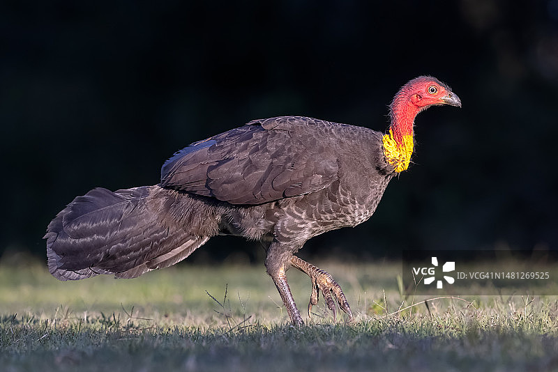 澳大利亚丛冢雉，澳大利亚图片素材