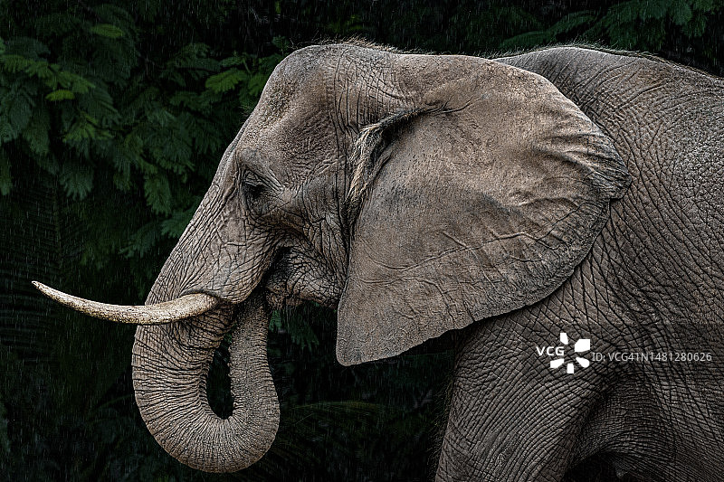 树林中的老年大象图片素材