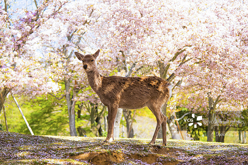 春季奈良公园的粉色樱花背景中的鹿图片素材