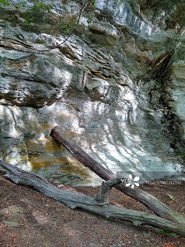 山坡上的枯树图片素材
