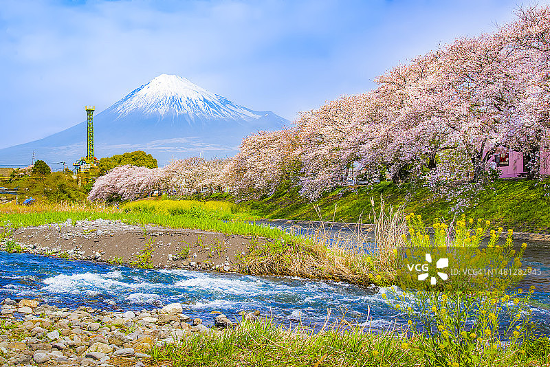 日本静冈县润井川沿岸的富士山和粉色樱花树图片素材