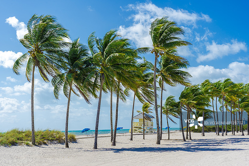 海滩上对着天空的棕榈树图片素材