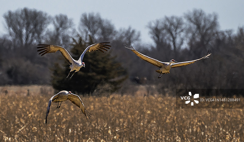 内布拉斯加州玉米地里的沙丘鹤图片素材