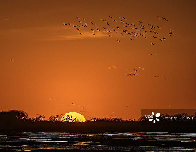 内布拉斯加州沙丘鹤黄昏飞行剪影图片素材