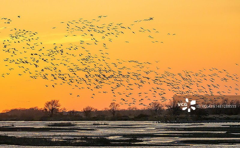 内布拉斯加州沙丘鹤黄昏飞行剪影图片素材