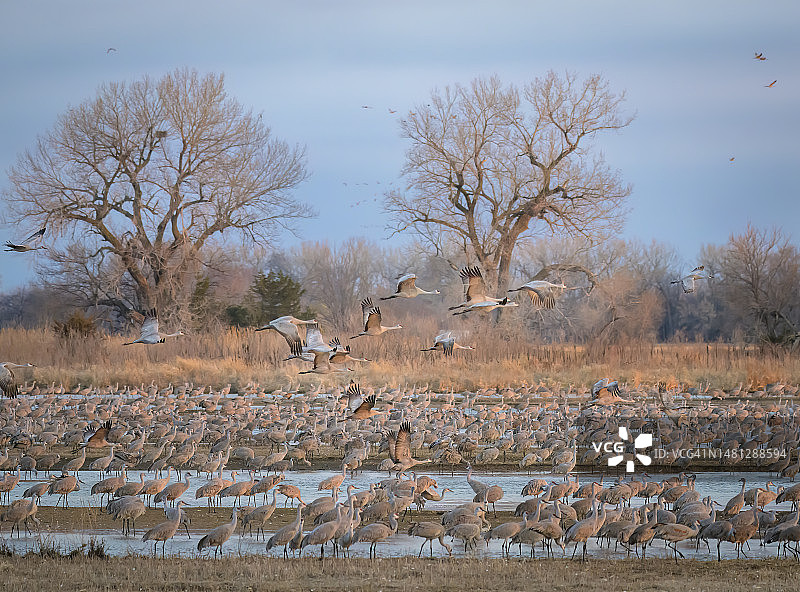 内布拉斯加州沙丘鹤大规模起飞图片素材