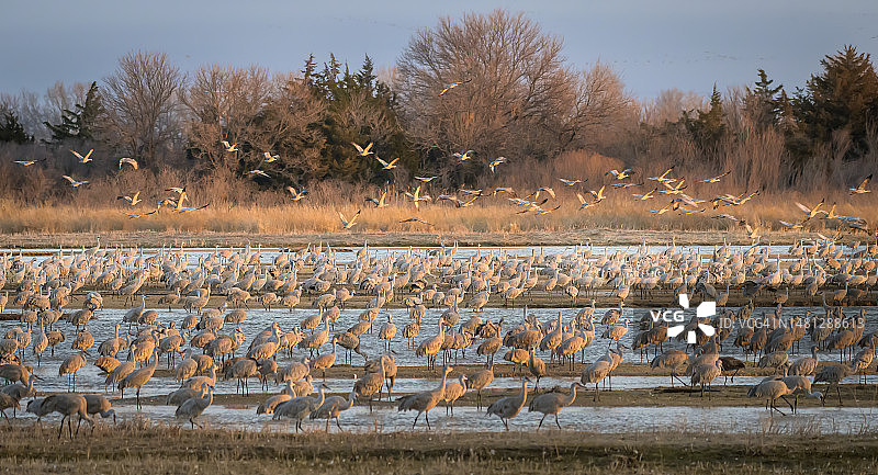 内布拉斯加州沙丘鹤大规模起飞图片素材