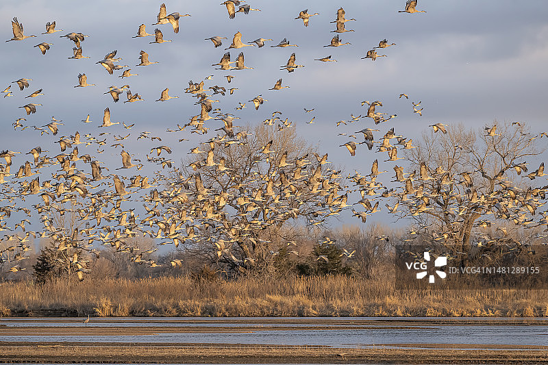 内布拉斯加州沙丘鹤大规模起飞图片素材