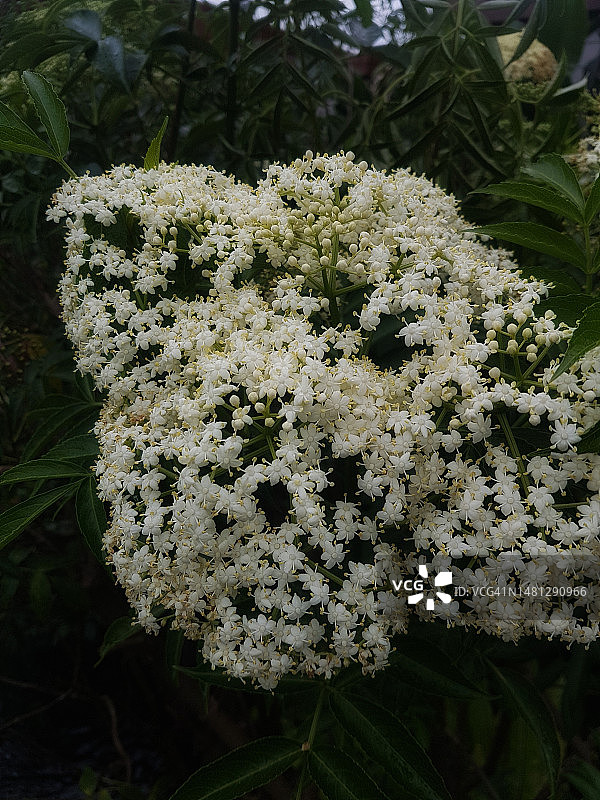 接骨木植物图片素材