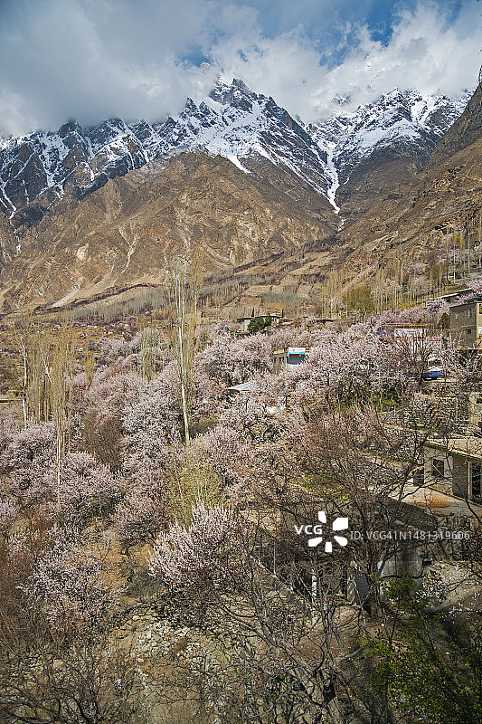 巴基斯坦罕萨的樱花图片素材