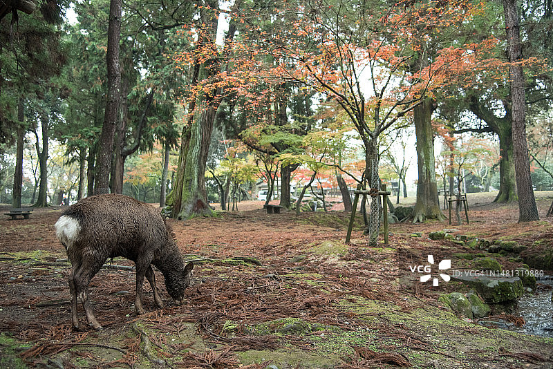 奈良公园的鹿图片素材