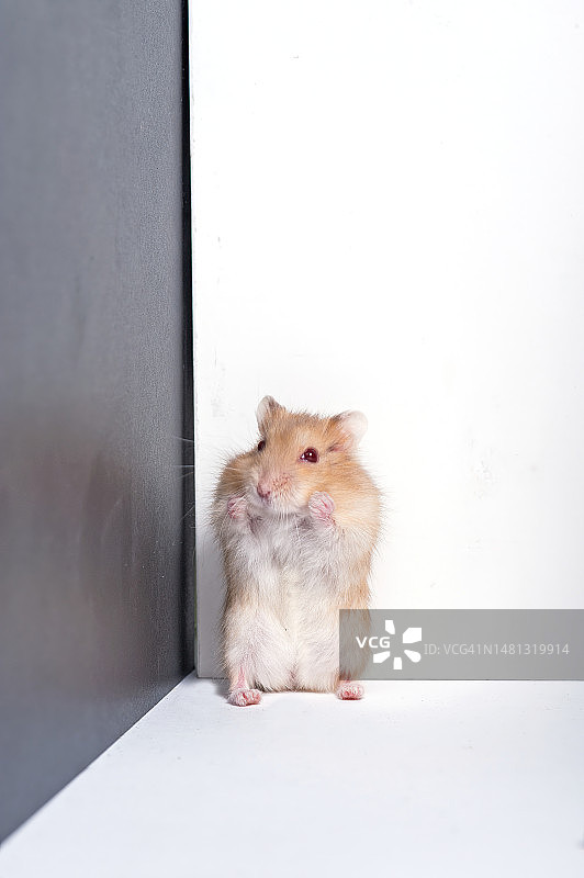 仓鼠站立抬头特写图片素材