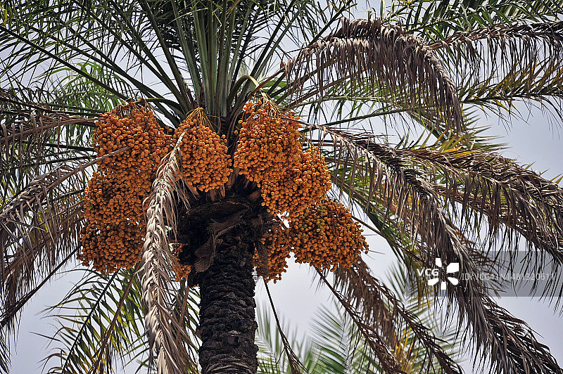 阿曼椰枣丰收图片素材