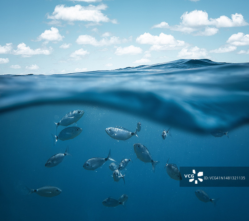 水下生物图片素材