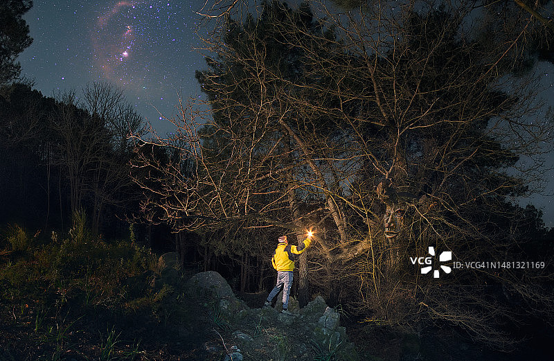 夜晚的栗树与猎户座图片素材