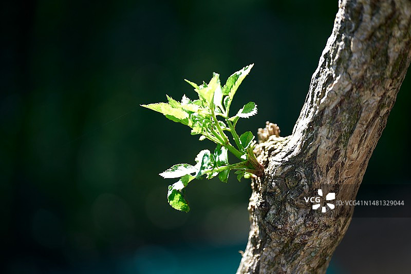 春季嫩叶图片素材