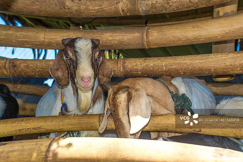 围栏里的山羊图片素材