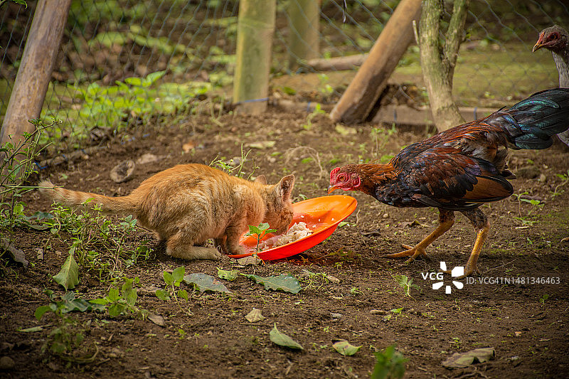 被几只鸡围住的正在吃东西的猫图片素材