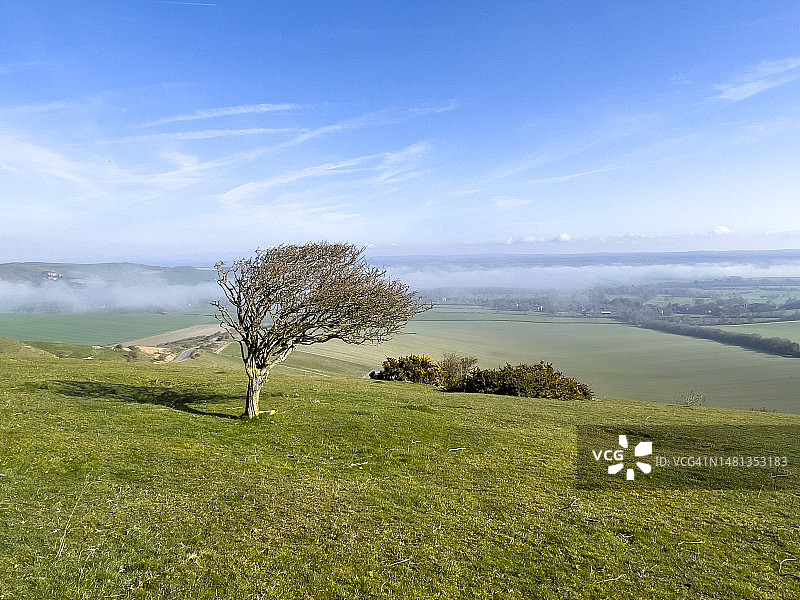 绿色的牧场与孤树景观图片素材