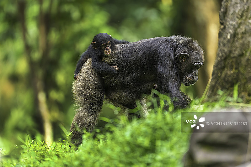 幼年黑猩猩图片素材