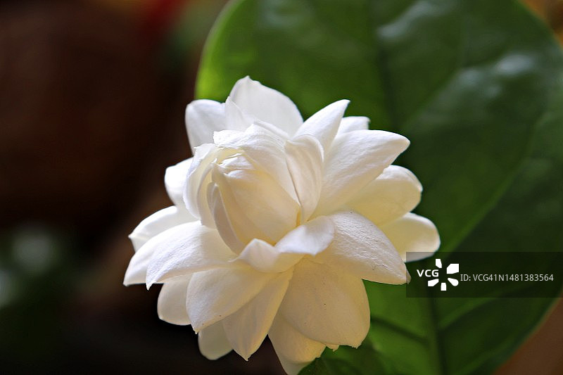 阳台花园中印度茉莉花特写图片素材