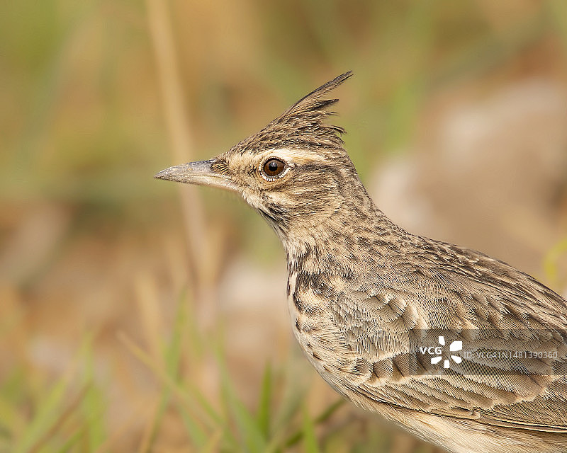 云雀栖息在田野上的特写，埃及图片素材