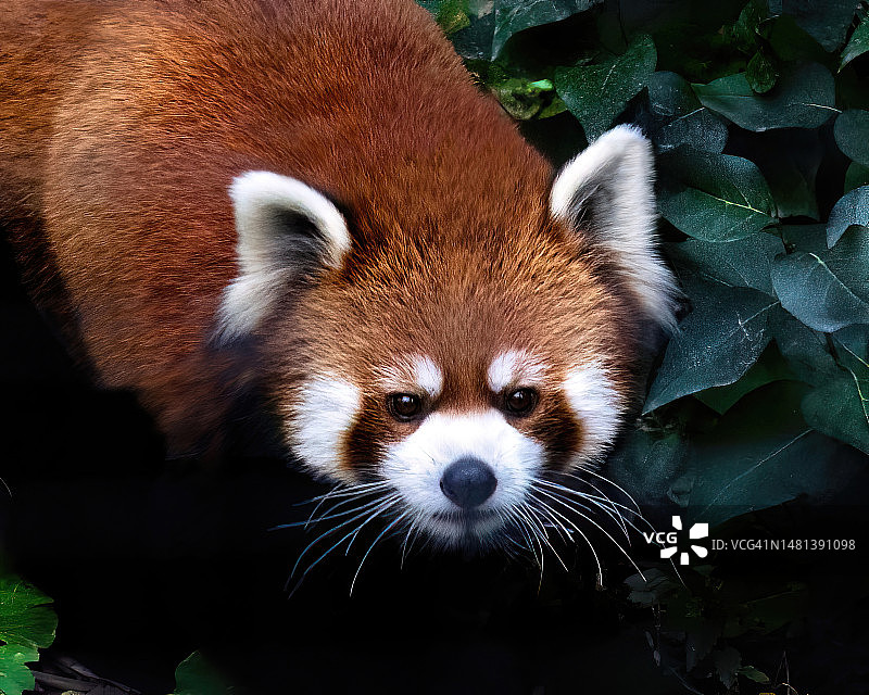 狐狸的特写肖像，加拿大马尼托巴省温尼伯图片素材