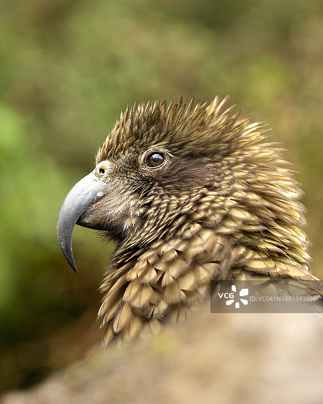 特写：啄羊鹦鹉，奥克兰，新西兰图片素材