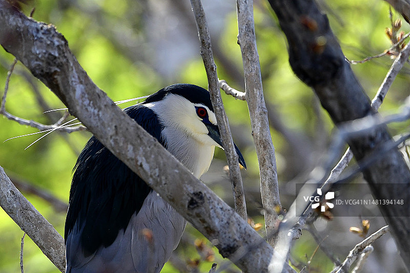 黑冠夜鹭栖息在树枝上的特写，西班牙埃布罗图片素材