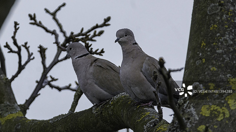 树上鸟儿栖息的仰视视角图片素材
