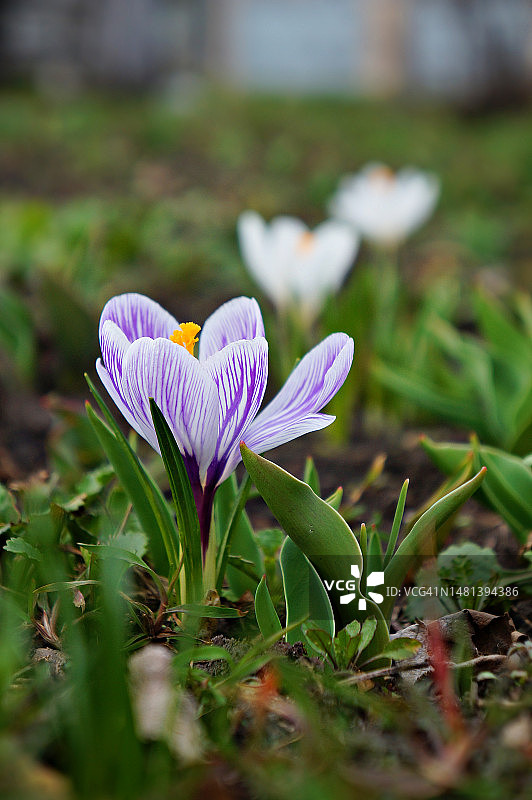 田野上紫色番红花的特写图片素材
