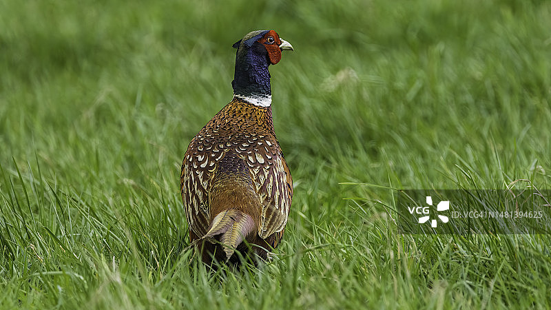 特写：草地上的野鸡图片素材