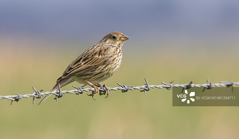 英国索尔兹伯里，栖息在带刺铁丝网上的鸣禽特写图片素材