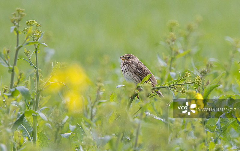 英国索尔兹伯里，栖息在植物上的鹡鸰特写图片素材