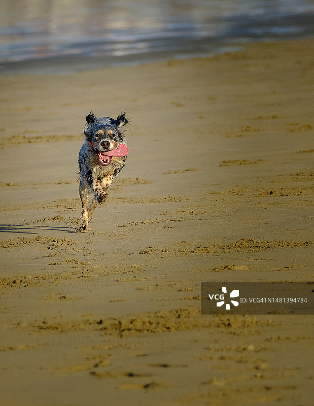 英国雪达犬在法国昂代海滩奔跑图片素材