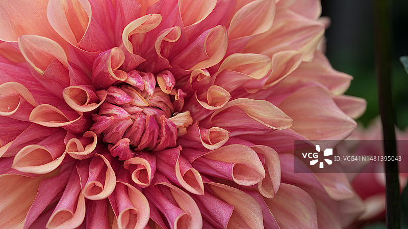 澳大利亚维多利亚州谢珀顿的粉色大丽花特写图片素材