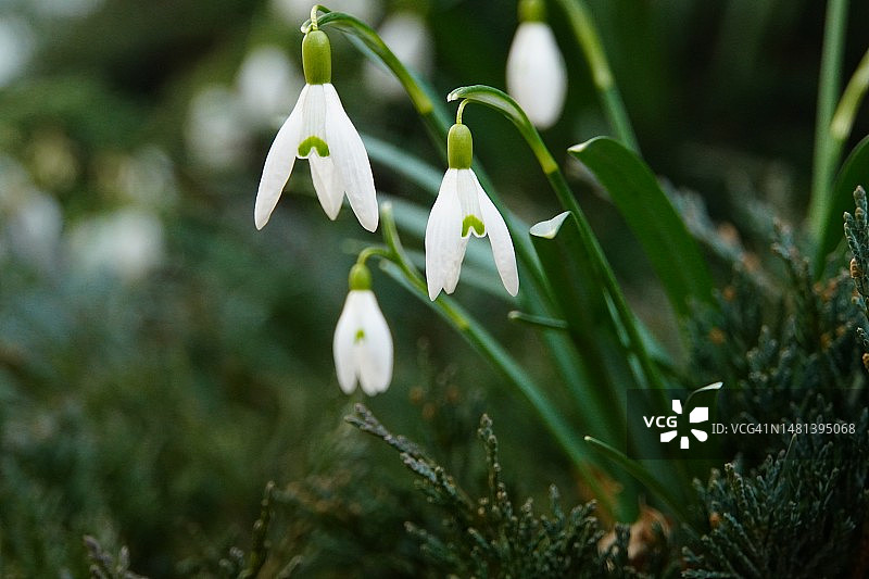 波兰雷布尼克白色花卉植物特写图片素材