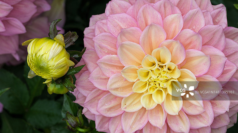 粉色大丽花特写，澳大利亚维多利亚州谢珀顿图片素材