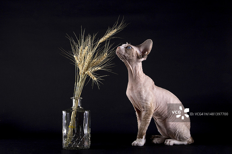 德文雷克斯猫与麦穗图片素材