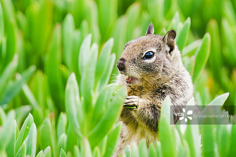 阳光明媚时，在加利福尼亚州皮斯莫海滩吃多汁植物的地松鼠图片素材