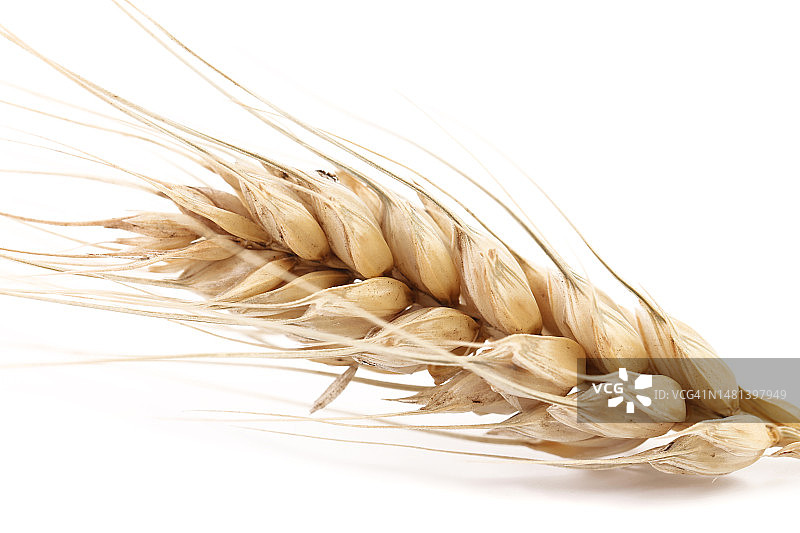 摩尔多瓦，白色背景下的麦穗特写图片素材