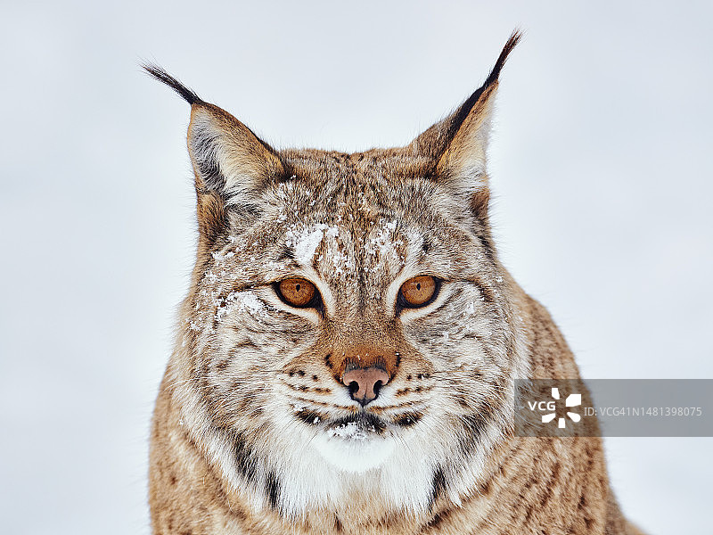 猫在白色背景前的特写肖像，巴杜，挪威图片素材