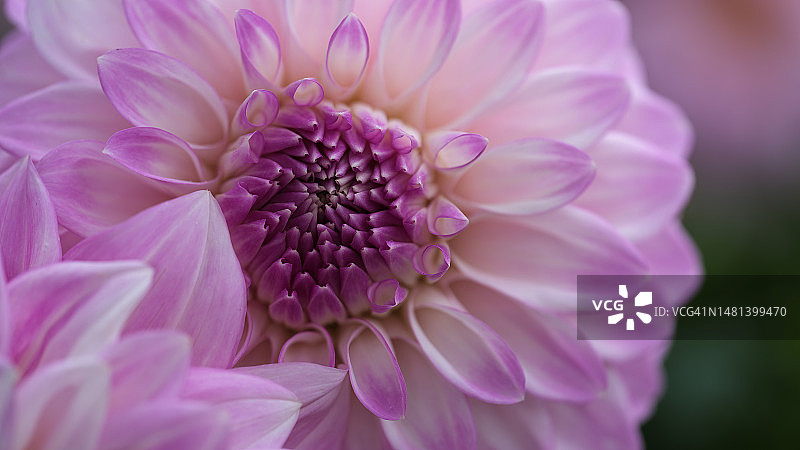 澳大利亚维多利亚州谢珀顿的粉色大丽花特写图片素材