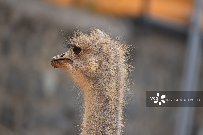 普通美洲鸵鸟特写，印度泰米尔纳德邦塞勒姆图片素材