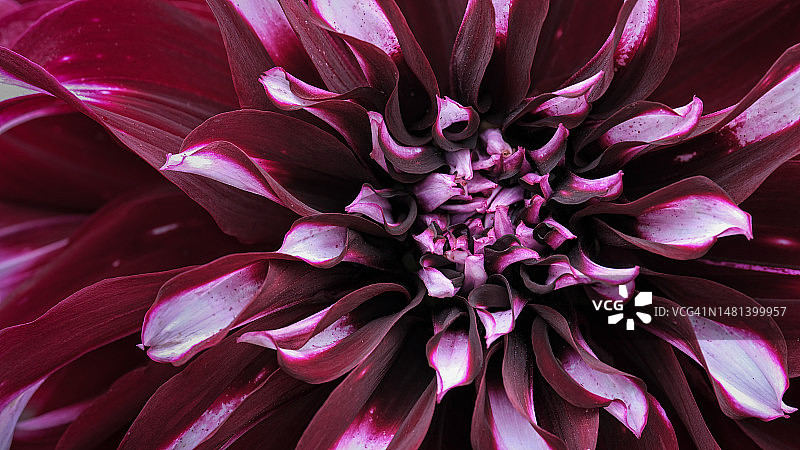 澳大利亚维多利亚州谢珀顿的粉色大丽花特写图片素材