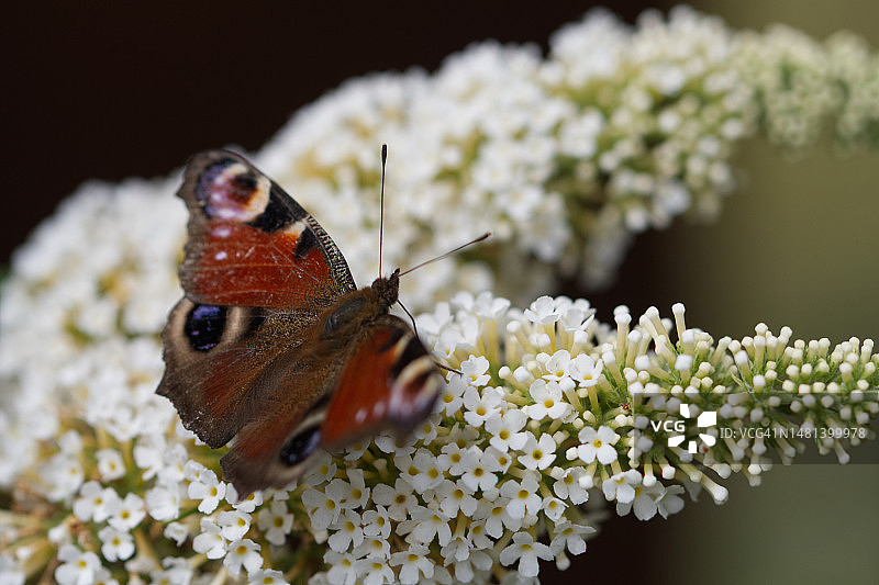 蝴蝶在德国布雷滕花朵上授粉的特写镜头图片素材