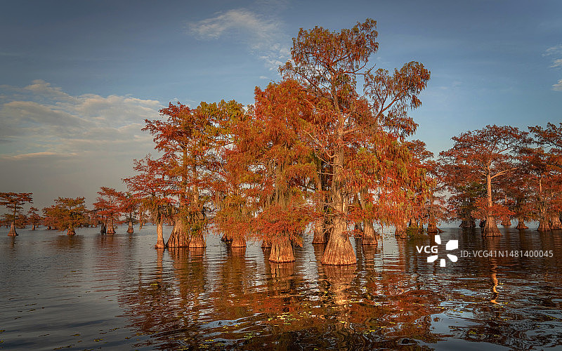 秋季德克萨斯州湖畔树木景观图片素材